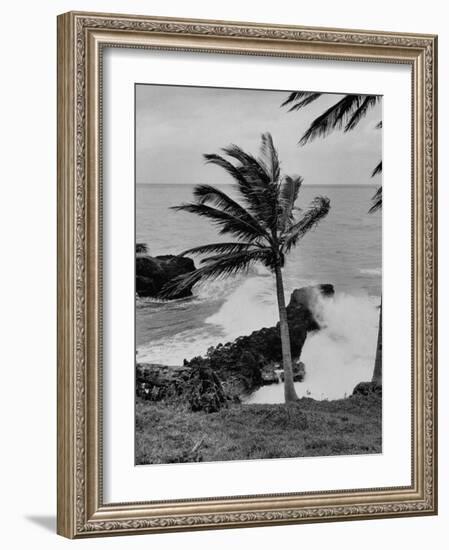 Wind Blowing the Palm Trees and the Waves Pounding on the Jamaica Coastline-null-Framed Premium Photographic Print
