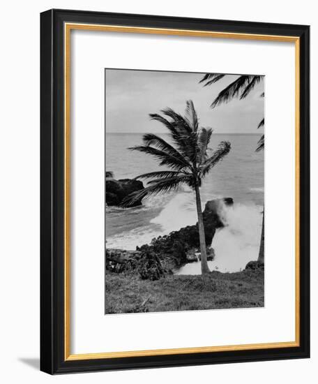 Wind Blowing the Palm Trees and the Waves Pounding on the Jamaica Coastline-null-Framed Premium Photographic Print