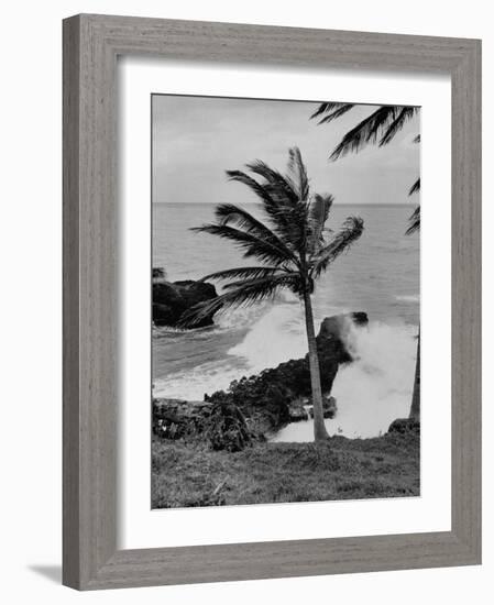 Wind Blowing the Palm Trees and the Waves Pounding on the Jamaica Coastline-null-Framed Photographic Print