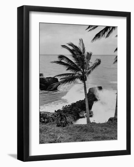 Wind Blowing the Palm Trees and the Waves Pounding on the Jamaica Coastline-null-Framed Photographic Print