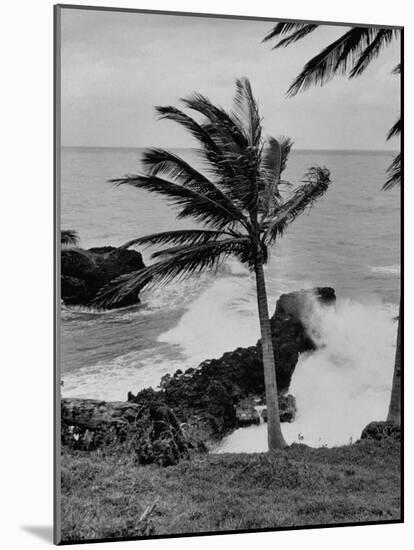 Wind Blowing the Palm Trees and the Waves Pounding on the Jamaica Coastline-null-Mounted Photographic Print