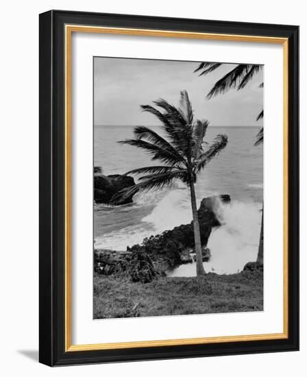 Wind Blowing the Palm Trees and the Waves Pounding on the Jamaica Coastline-null-Framed Photographic Print