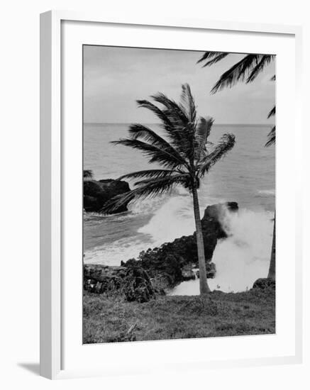 Wind Blowing the Palm Trees and the Waves Pounding on the Jamaica Coastline-null-Framed Photographic Print