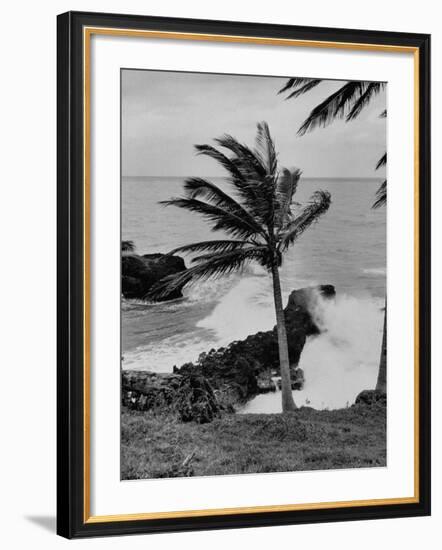 Wind Blowing the Palm Trees and the Waves Pounding on the Jamaica Coastline-null-Framed Photographic Print