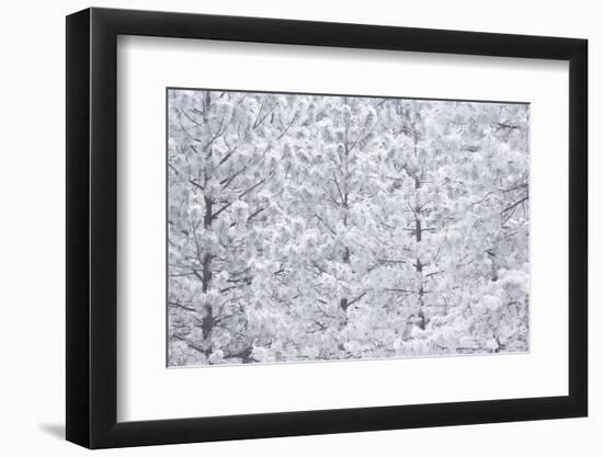 Wind-blown frosted snow on trees, Mt. Hood National Forest, Oregon-Stuart Westmorland-Framed Photographic Print