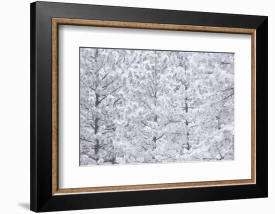 Wind-blown frosted snow on trees, Mt. Hood National Forest, Oregon-Stuart Westmorland-Framed Photographic Print