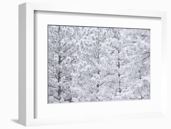 Wind-blown frosted snow on trees, Mt. Hood National Forest, Oregon-Stuart Westmorland-Framed Photographic Print