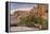 Wind-Blown Juniper Tree, Joshua Tree National Park, California, USA-Jaynes Gallery-Framed Premier Image Canvas
