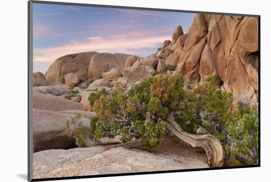 Wind-Blown Juniper Tree, Joshua Tree National Park, California, USA-Jaynes Gallery-Mounted Photographic Print