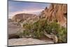 Wind-Blown Juniper Tree, Joshua Tree National Park, California, USA-Jaynes Gallery-Mounted Photographic Print