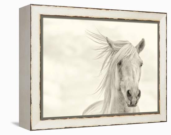 Wind Blown Mane I-PHBurchett-Framed Stretched Canvas