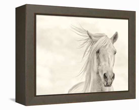 Wind Blown Mane I-PHBurchett-Framed Stretched Canvas