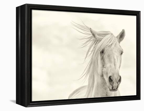 Wind Blown Mane I-PHBurchett-Framed Stretched Canvas