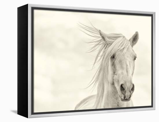 Wind Blown Mane I-PHBurchett-Framed Stretched Canvas