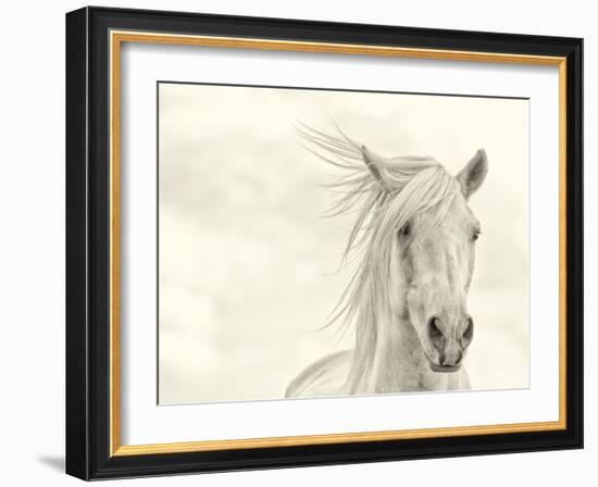 Wind Blown Mane I-PHBurchett-Framed Art Print