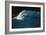 Wind-blown Wave Breaking In Hawaii-Brad Lewis-Framed Photographic Print