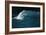 Wind-blown Wave Breaking In Hawaii-Brad Lewis-Framed Photographic Print