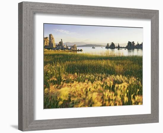 Wind Blows Squirrel-Tail Barley Next to Mono Lake with Tufas, California, USA-Dennis Flaherty-Framed Photographic Print