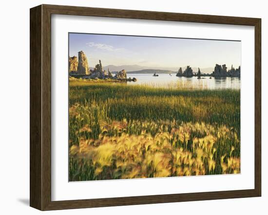 Wind Blows Squirrel-Tail Barley Next to Mono Lake with Tufas, California, USA-Dennis Flaherty-Framed Photographic Print