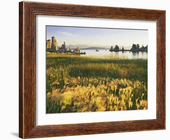 Wind Blows Squirrel-Tail Barley Next to Mono Lake with Tufas, California, USA-Dennis Flaherty-Framed Photographic Print