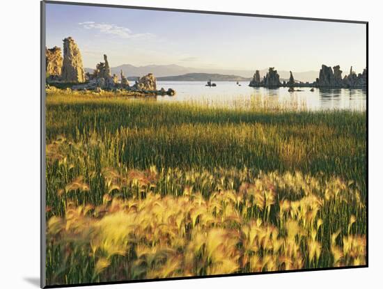 Wind Blows Squirrel-Tail Barley Next to Mono Lake with Tufas, California, USA-Dennis Flaherty-Mounted Photographic Print