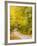 Wind Blurs the Fall Colors Along Kelly Stand Road, Vermont, Usa-Jerry & Marcy Monkman-Framed Photographic Print