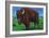 Wind Cave Nat'l Park, South Dakota - Bull Buffalo in Black Hills-Lantern Press-Framed Art Print