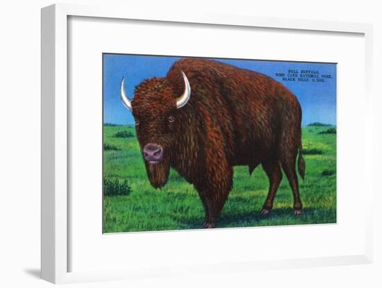 Wind Cave Nat'l Park, South Dakota - Bull Buffalo in Black Hills-Lantern Press-Framed Art Print