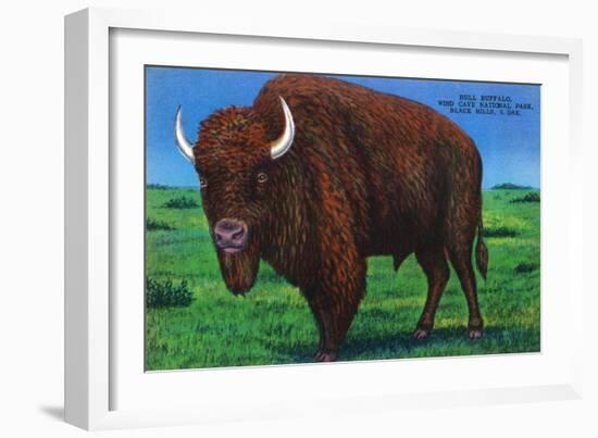 Wind Cave Nat'l Park, South Dakota - Bull Buffalo in Black Hills-Lantern Press-Framed Art Print