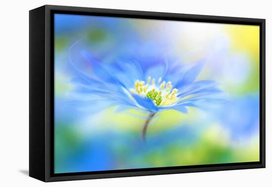 Wind flower-Jacky Parker-Framed Premier Image Canvas