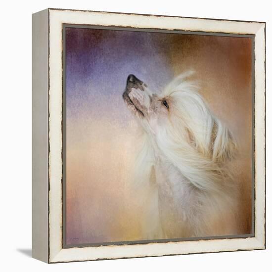 Wind in Her Hair Chinese Crested-Jai Johnson-Framed Premier Image Canvas