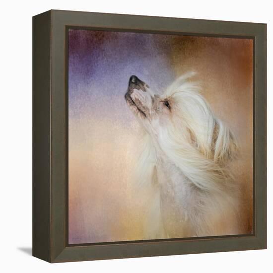 Wind in Her Hair Chinese Crested-Jai Johnson-Framed Premier Image Canvas