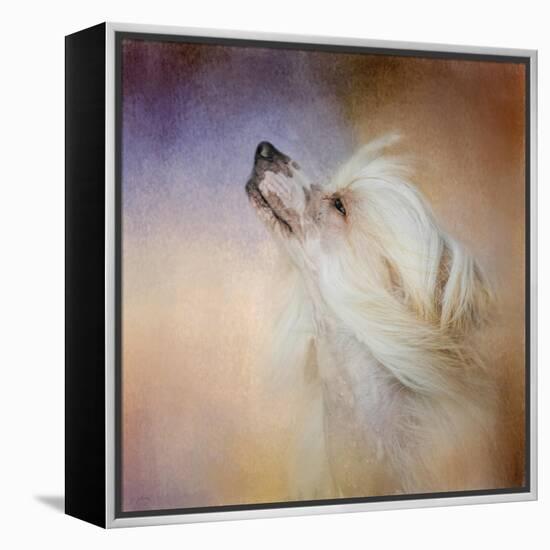 Wind in Her Hair Chinese Crested-Jai Johnson-Framed Premier Image Canvas