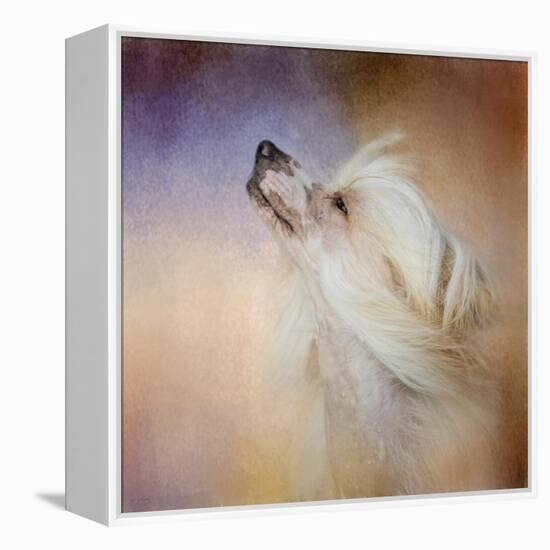 Wind in Her Hair Chinese Crested-Jai Johnson-Framed Premier Image Canvas