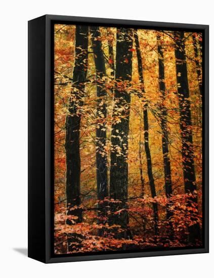 Wind in the Trees-Philippe Sainte-Laudy-Framed Premier Image Canvas