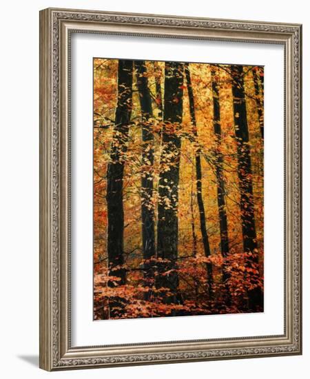 Wind in the Trees-Philippe Sainte-Laudy-Framed Photographic Print