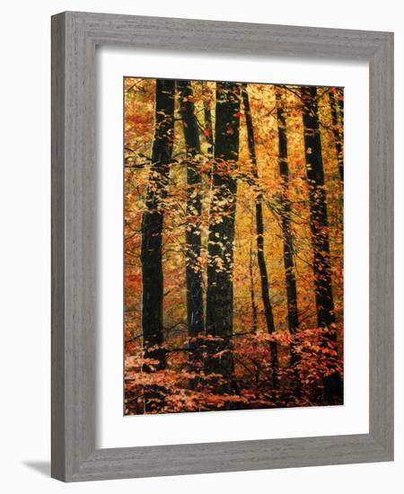 Wind in the Trees-Philippe Sainte-Laudy-Framed Photographic Print