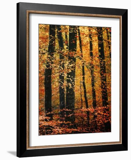 Wind in the Trees-Philippe Sainte-Laudy-Framed Photographic Print