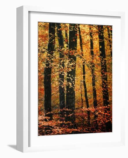 Wind in the Trees-Philippe Sainte-Laudy-Framed Photographic Print