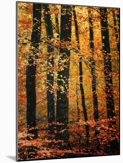 Wind in the Trees-Philippe Sainte-Laudy-Mounted Photographic Print