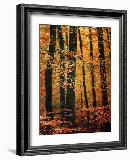 Wind in the Trees-Philippe Sainte-Laudy-Framed Photographic Print