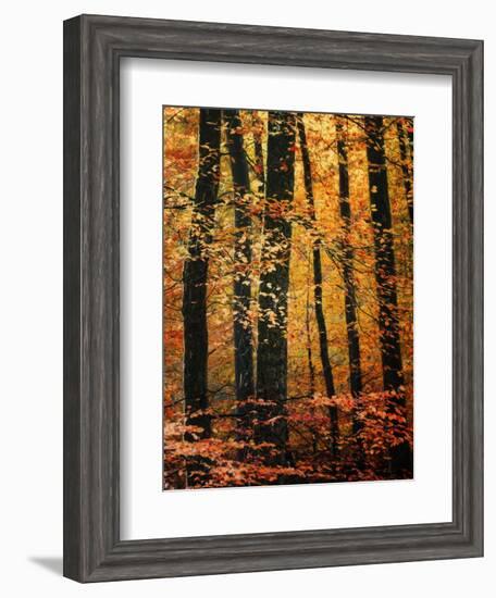 Wind in the Trees-Philippe Sainte-Laudy-Framed Photographic Print