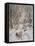 Wind in Willows, Rat Snow-Arthur Rackham-Framed Premier Image Canvas