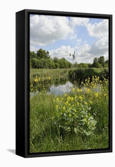 Wind Pump, Charlock (Sinapis Arvensis) Flowering in the Foreground, Wicken Fen, Cambridgeshire, UK-Terry Whittaker-Framed Premier Image Canvas