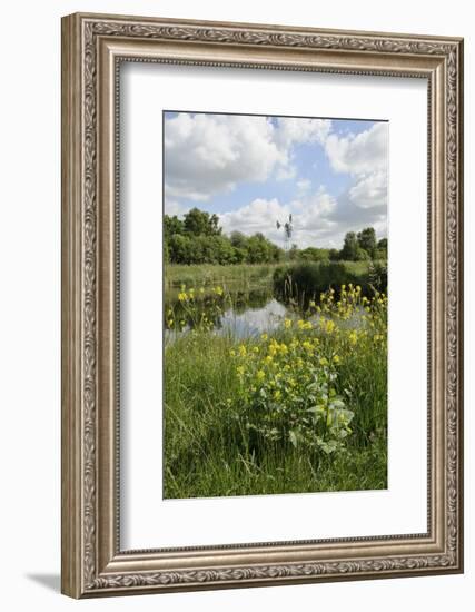 Wind Pump, Charlock (Sinapis Arvensis) Flowering in the Foreground, Wicken Fen, Cambridgeshire, UK-Terry Whittaker-Framed Photographic Print