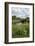 Wind Pump, Charlock (Sinapis Arvensis) Flowering in the Foreground, Wicken Fen, Cambridgeshire, UK-Terry Whittaker-Framed Photographic Print