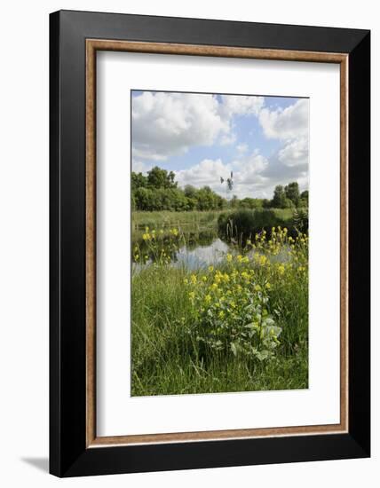 Wind Pump, Charlock (Sinapis Arvensis) Flowering in the Foreground, Wicken Fen, Cambridgeshire, UK-Terry Whittaker-Framed Photographic Print