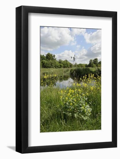 Wind Pump, Charlock (Sinapis Arvensis) Flowering in the Foreground, Wicken Fen, Cambridgeshire, UK-Terry Whittaker-Framed Photographic Print