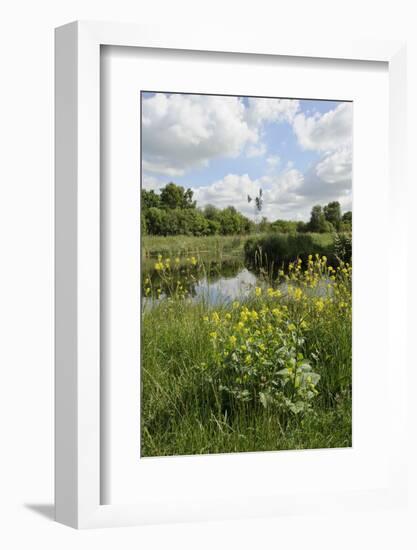 Wind Pump, Charlock (Sinapis Arvensis) Flowering in the Foreground, Wicken Fen, Cambridgeshire, UK-Terry Whittaker-Framed Photographic Print
