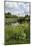 Wind Pump, Charlock (Sinapis Arvensis) Flowering in the Foreground, Wicken Fen, Cambridgeshire, UK-Terry Whittaker-Mounted Photographic Print